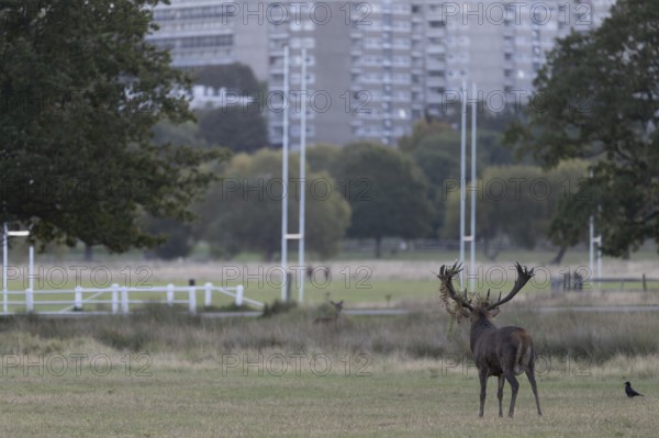 Red deer at the rutting 2025, London, Great Britain