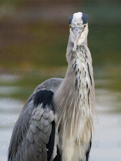 A gray heron on the water, Ruhrpott, North Rhine-Westphalia, Germany