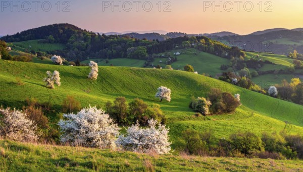 Spring blooming landscape, trees in the foreground, green hills covered with blooming flowers, clear blue sky at sunset, vacation and holiday concept, beauty of nature, AI generated