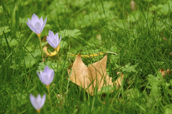 Autumn crocus, autumn time, Germany
