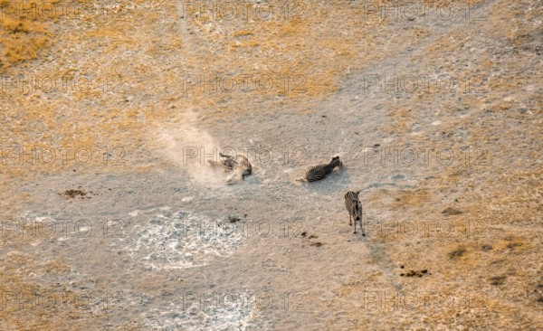 Steppe zebras (Equus quagga) rolling in dust, savanna landscape with yellow grass, aerial view, Okavango Delta, Botswana