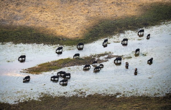 Kaffir buffalo (Syncerus caffer caffer), flock in river, aerial view, Okavango Delta, Botswana