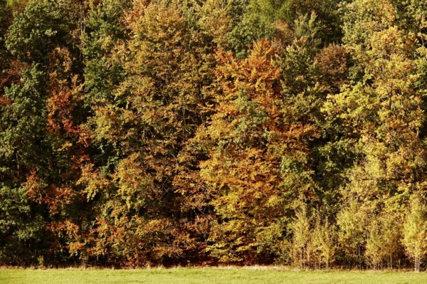 Autumn time, autumn leaves, October, Germany