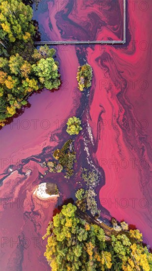 Red algae plant on the lake. abstract ecology nature concept, wild landscape with vibrant red colored water and green forest on a sunny day in summer, Aerial view, wilderness nature with no people around, AI generated