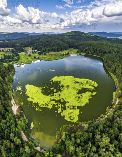 Green algae on the lake. Aerial view of nature, landscape with hills and forest in summer, cloudy sky, golden light at sunset, AI generated