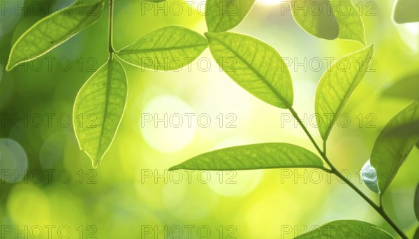 Natural green leaves plants, spring ans summer background cover page, golden soft light, green and yellow hues, ecology wallpaper illustration, AI Generated image