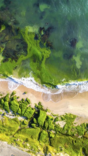 Green algae on the sandy shore of an ocean. Fascinating phenomenon of wild coastline with green plants, white sands, stone, blue water and cliffs, Aerial view of a beautiful abstract unreal and textured landscape, AI generated