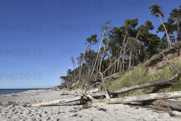The west beach on the Darß peninsula on the Baltic Sea, Mecklenburg-Western Pomerania, Germany
