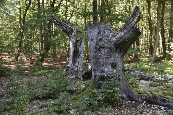 Dead wood in beech forest, Darß primeval forest, Darßer Wald, Mecklenburg-Western Pomerania, Germany