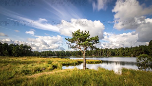 Single and lonely tree near to a lake, meadow and lot of wild grass around, hilly wilderness landscape with blue sky, beautiful clouds on the horizon, nobody around, concept of freedom, traveling and beauty of nature, AI generated