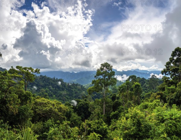 Banner background of tropical forest landscape scene, green wild jungle, cloudy sky at morning, concept and symbol of environmental ecology and sustainable energy, AI generated
