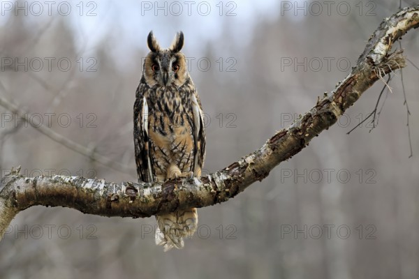 Long-eared owl (Asio otus), adult, on tree, perch, in winter, alert, Bohemian Forest, Czech Republic, Europe, Germany