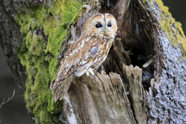 Tawny owl (Strix aluco), adult, perch, on tree, in winter, alert, Bohemian Forest, Czech Republic, Europe, Germany