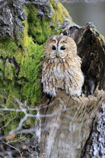 Tawny owl (Strix aluco), adult, perch, on tree, in winter, alert, Bohemian Forest, Czech Republic, Europe, Germany