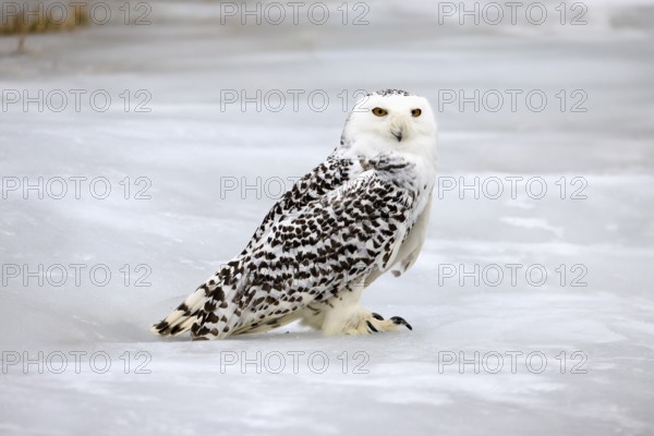 Snowy owl (Nyctea scandiaca), snowy owl, adult, alert, in snow, foraging, in winter, Bohemian Forest, Czech Republic, Europe, Germany, captive
