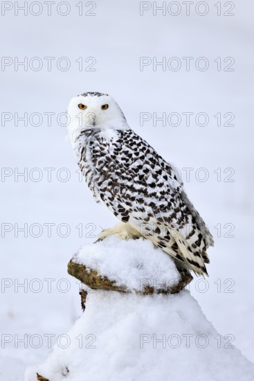 Snowy owl (Nyctea scandiaca), snowy owl, adult, alert, in snow, perch, in winter, Bohemian Forest, Czech Republic, Europe, Germany, captive