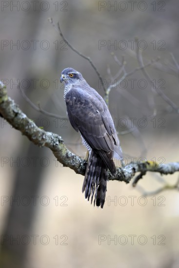 Hawk (Astur gentilis), adult, female, on tree, in winter, alert, Bohemian Forest, Czech Republic, Europe, Germany