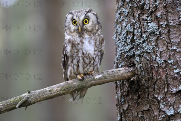 Roughfoot owl (Aegolius funereus), groufoot owl, adult, on tree, alert, in winter, Bohemian Forest, Czech Republic, Europe, Germany