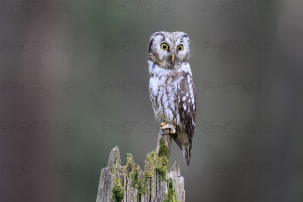 Roughfoot owl (Aegolius funereus), groufoot owl, adult, perch, alert, in winter, Bohemian Forest, Czech Republic, Europe, Germany