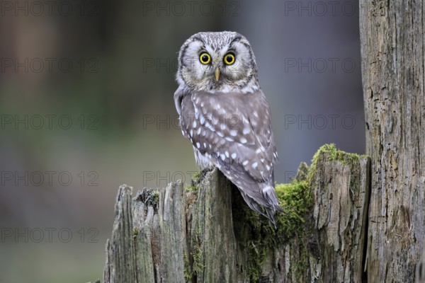 Roughfoot owl (Aegolius funereus), groufoot owl, adult, perch, tree trunk, alert, in winter, Bohemian Forest, Czech Republic, Europe, Germany