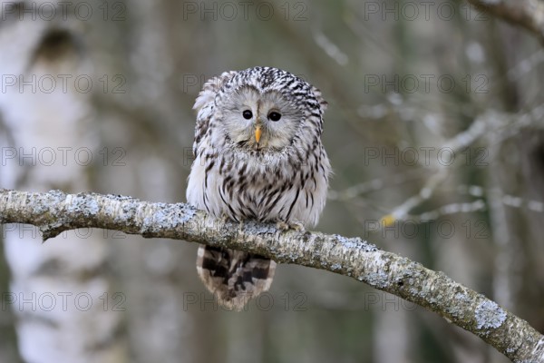 Hawk owl (Strix uralensis), adult, in winter, on branch, alert, Bohemian Forest, Czech Republic, Europe, Germany