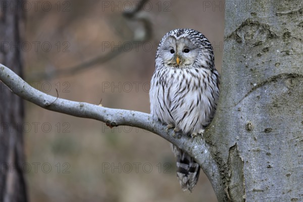 Hawk owl (Strix uralensis), adult, in winter, on tree, Bohemian Forest, Czech Republic, Europe, Germany