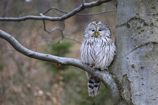 Hawk owl (Strix uralensis), adult, in winter, on tree, on tree trunk, Bohemian Forest, Czech Republic, Europe, Germany