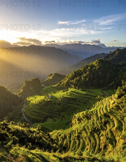 Early morning light bathes Philippines rice terraces cascading down mountain slopes, beautiful golden light, AI generated