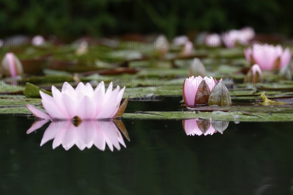 Picturesque water lily, summer, Germany
