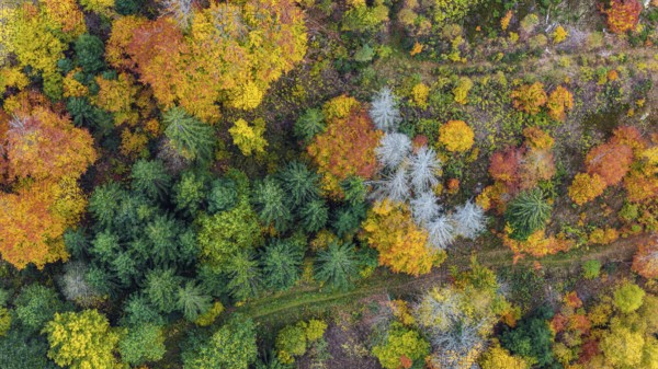 Autumn forest in the Black Forest. Drone photo of trees in colorful autumn leaves and conifers, some have dry branches. Titisee-Neustadt, Baden-Württemberg, Germany
