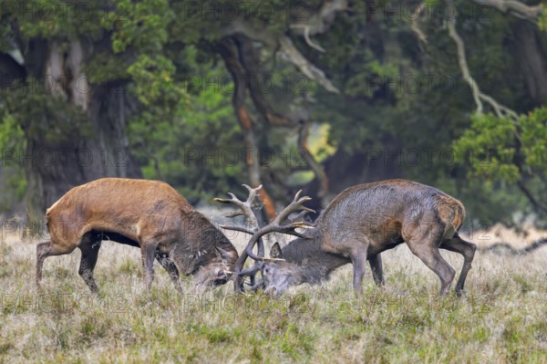 Two rutting red deer (Cervus elaphus) stags fighting by locking antlers during fierce mating battle in grassland at forest edge during rut in autumn