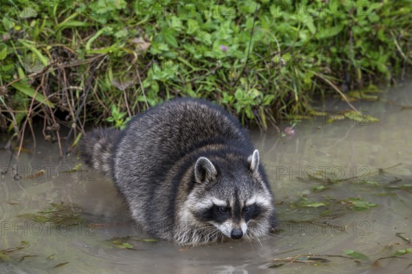 Common raccoon, North American racoon (Procyon lotor) washing food in water of pond, invasive species native to North America