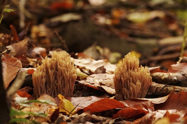 Autumn time in the forest, October, mushrooms, Germany