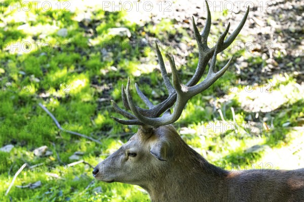 Red deer (Cervus elaphus) captive Germany