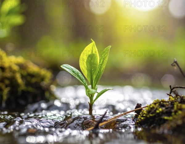 Beautiful spring detailed stream of fresh water, vibrant blooming young green plants, wallpaper banner for springtime and summer nature concept, AI generated