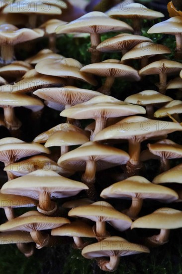 Autumn time, mushrooms in the forest, October, Germany