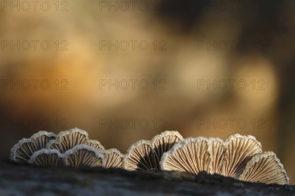 Autumn time, mushrooms in the forest, October, Germany