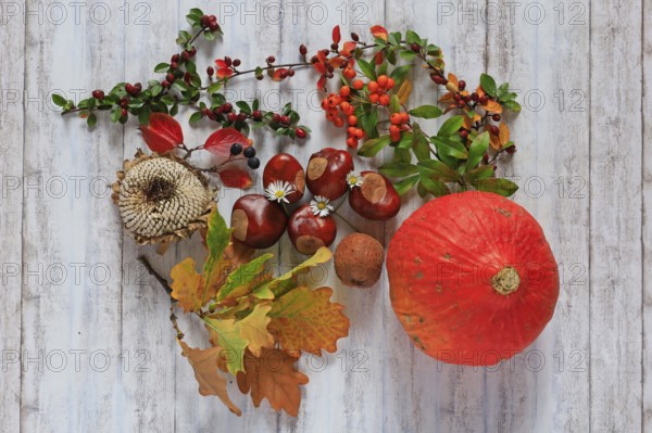 Autumn still life with pumpkin, sunflowers, chestnuts, October, Germany