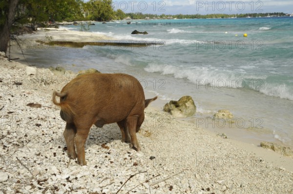 Pig, wild boar on Rangiroa beach in the South Pacific, Tahiti, French Polynesia