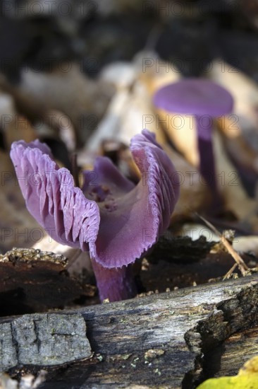 Purple lacquer funnel (Laccaria amethystina) in the forest, autumn time, October, Saxony, Germany