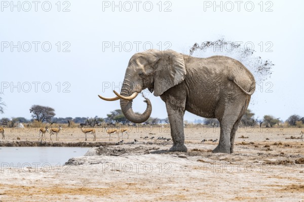 African elephant (Loxodonta africana), adult male, splashes water at the waterhole, Nxai Pan National Park, Botswana