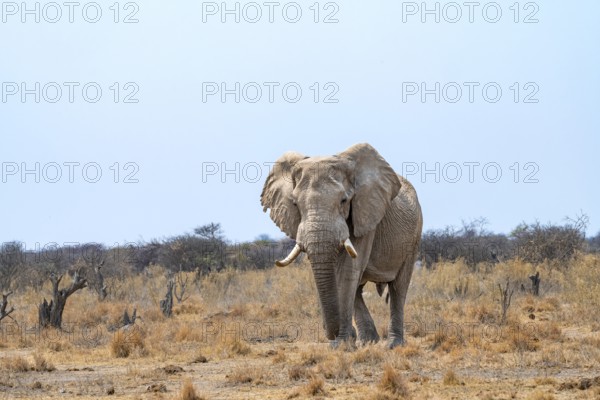 African elephant (Loxodonta africana), adult male in the savanna, Nxai Pan National Park, Botswana
