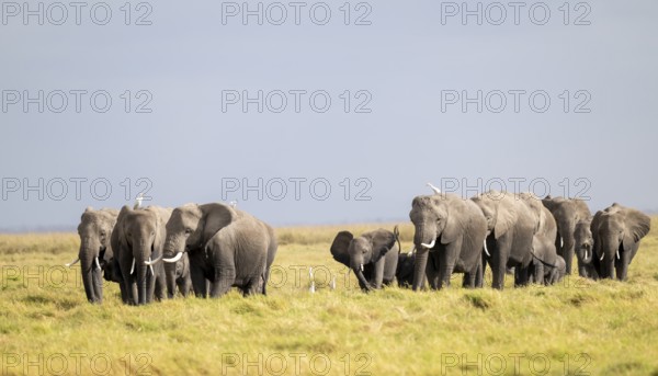 African elephant (Loxodonta africana) large herd with young animals and herons (Bubulcus ibis), in morning light, Amboseli National Park, Rift Valley Province, Kenya