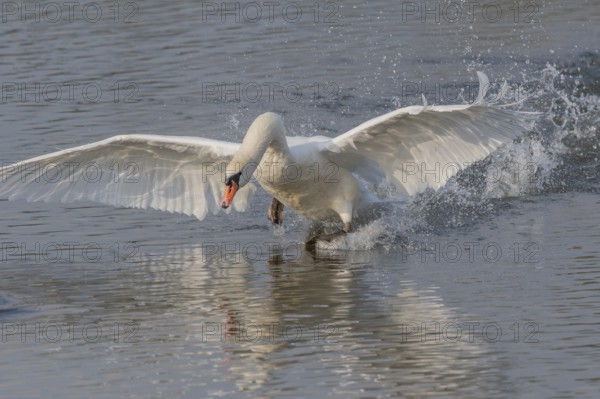 Majestic Swan Runs on Water on a Calm Water Surface The sun's rays illuminate the scene and create a beautiful reflection on the water. Bas rhin, Alsace, Grand Est, France