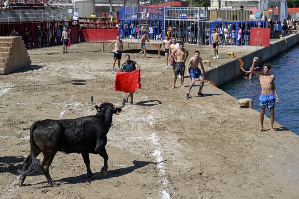 Bous a la Mar Fair, in English Bulls in the Sea, Bullfighting, Javea or Xàbia, Alicante Province, Comunidad Valenciana, Spain