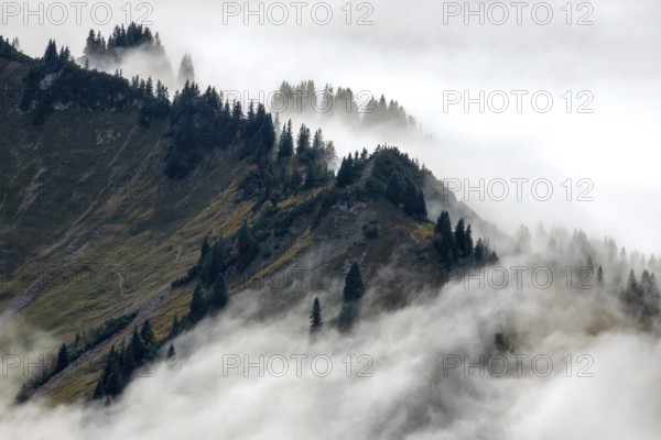 Ridge with conifers sticking out of fog, Allgäu Alps, near Oberstdorf, Oberallgäu, Allgäu, Bavaria, Germany