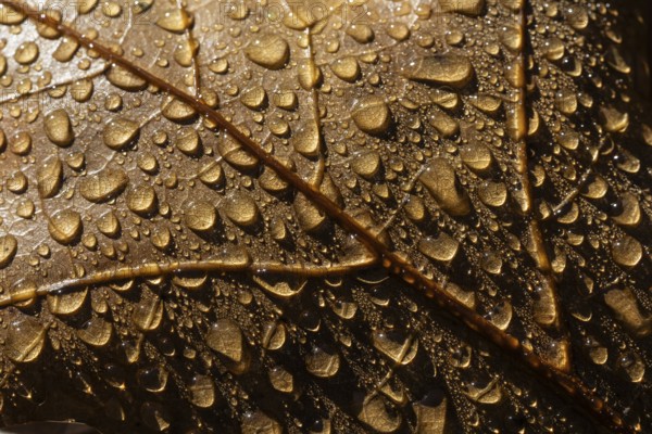 Dew drops on the leaf of a red oak (Quercus rubra), Emsland, Lower Saxony, Germany