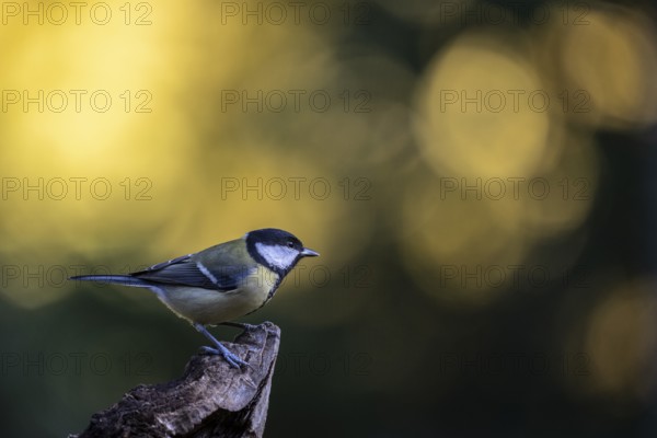 Great tit (Parus major), Emsland, Lower Saxony, Germany