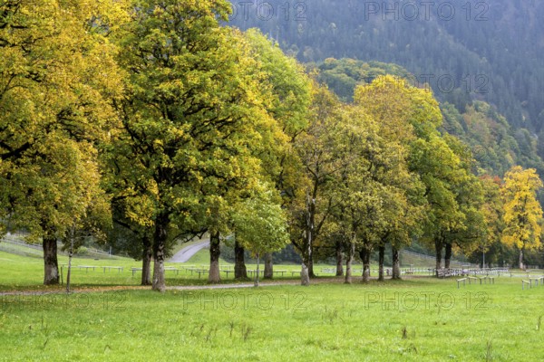 Autumn atmosphere, tree hall with autumn-colored trees, near Oberstdorf, Oberallgäu, Allgäu, Bavaria, Germany