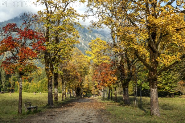Autumn atmosphere, avenue with autumn-colored sycamore trees, Stillach Valley, near Heini-Klopfer Skiflugschanze, Oberstdorf, Oberallgäu, Allgäu, Bavaria, Germany